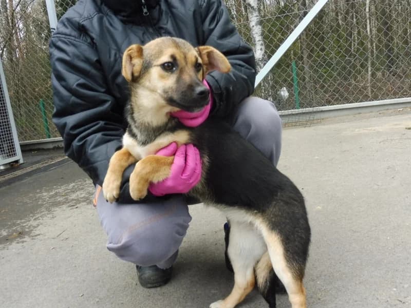Dalia, female young Mixed Breed for adoption at Schronisko Janik (Ostrowiec Świętokrzyski)
