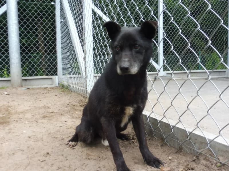 Poldek, male senior Mixed Breed for adoption at Schronisko Janik (Ostrowiec Świętokrzyski)