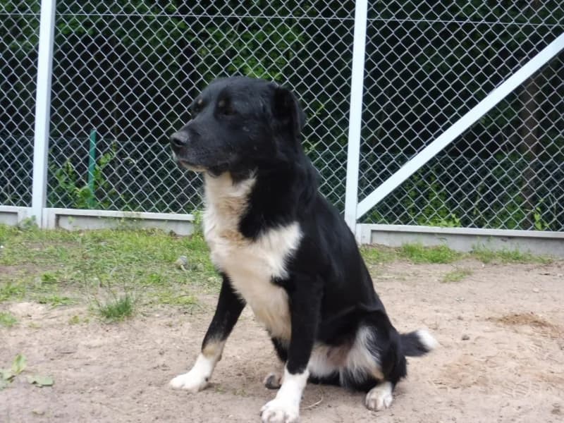Grand, male 4yo Mixed Breed for adoption at Schronisko Janik (Ostrowiec Świętokrzyski)
