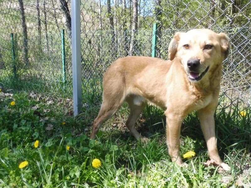Berek, male 5yo Mixed Breed for adoption at Schronisko Janik (Ostrowiec Świętokrzyski)