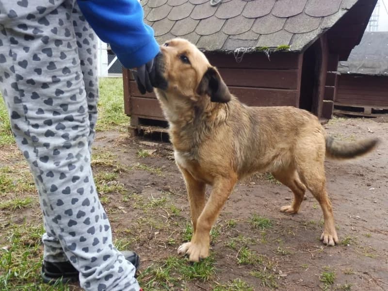Dax, male young Mixed Breed for adoption at Schronisko Janik (Ostrowiec Świętokrzyski)