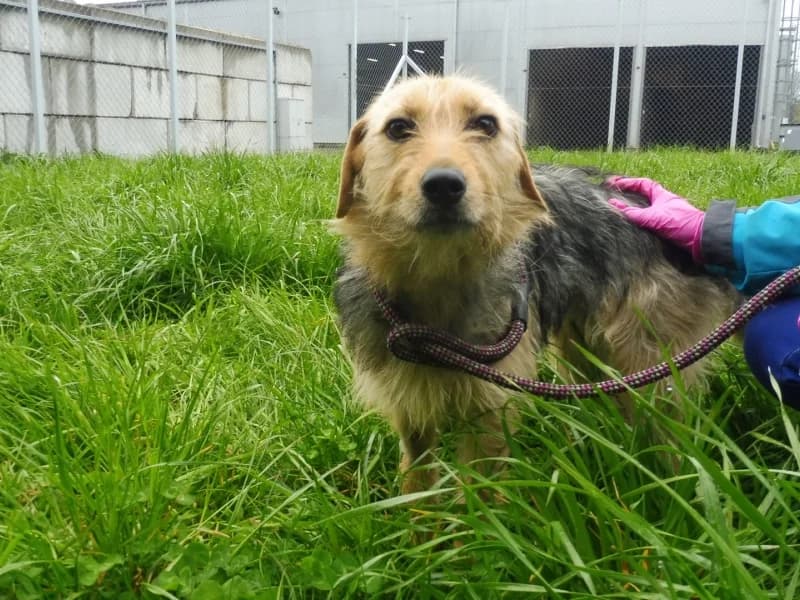 Ivi, female young Mixed Breed for adoption at Schronisko Janik (Ostrowiec Świętokrzyski)