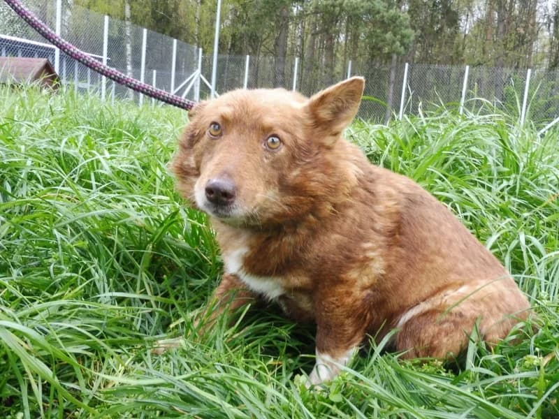 Aiko, male 6yo Mixed Breed for adoption at Schronisko Janik (Ostrowiec Świętokrzyski)