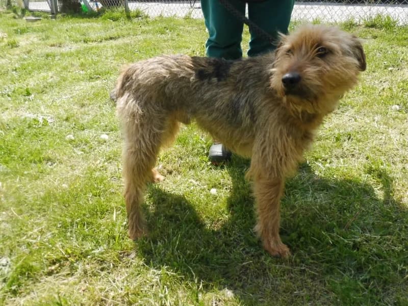 Danu, male 5yo Mixed Breed for adoption at Schronisko Janik (Ostrowiec Świętokrzyski)