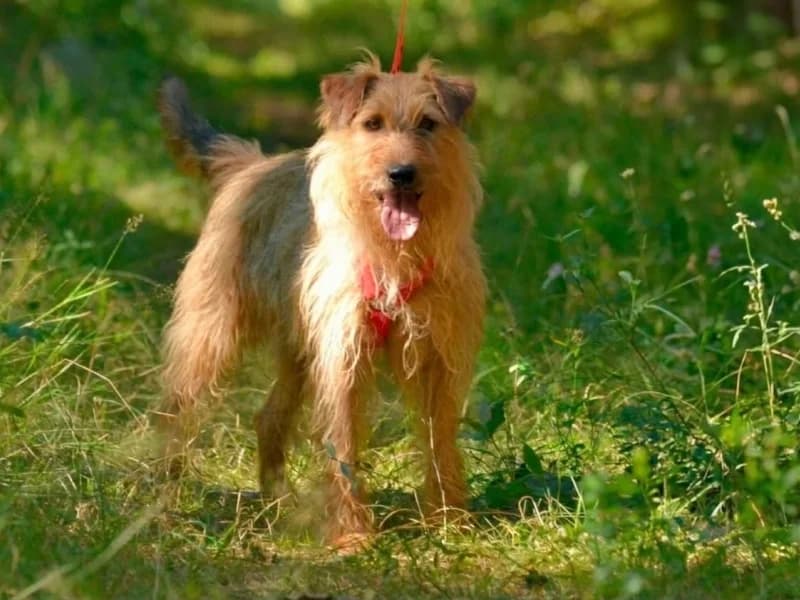 Danu, male 5yo Mixed Breed for adoption at Schronisko Janik (Ostrowiec Świętokrzyski)