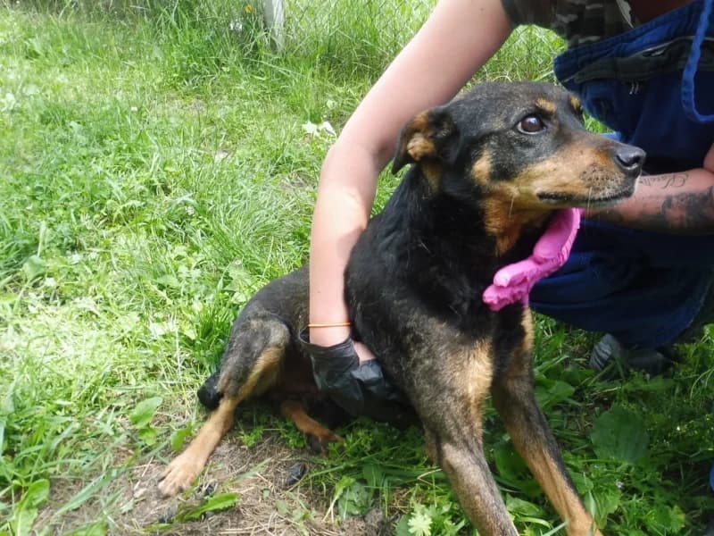 Sherman, male 4yo Mixed Breed for adoption at Schronisko Janik (Ostrowiec Świętokrzyski)