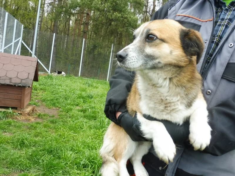 Folki, male 3yo Mixed Breed for adoption at Schronisko Janik (Ostrowiec Świętokrzyski)