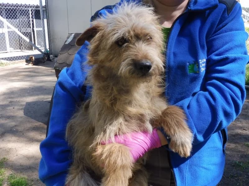 Dzikus, male young Mixed Breed for adoption at Schronisko Janik (Ostrowiec Świętokrzyski)