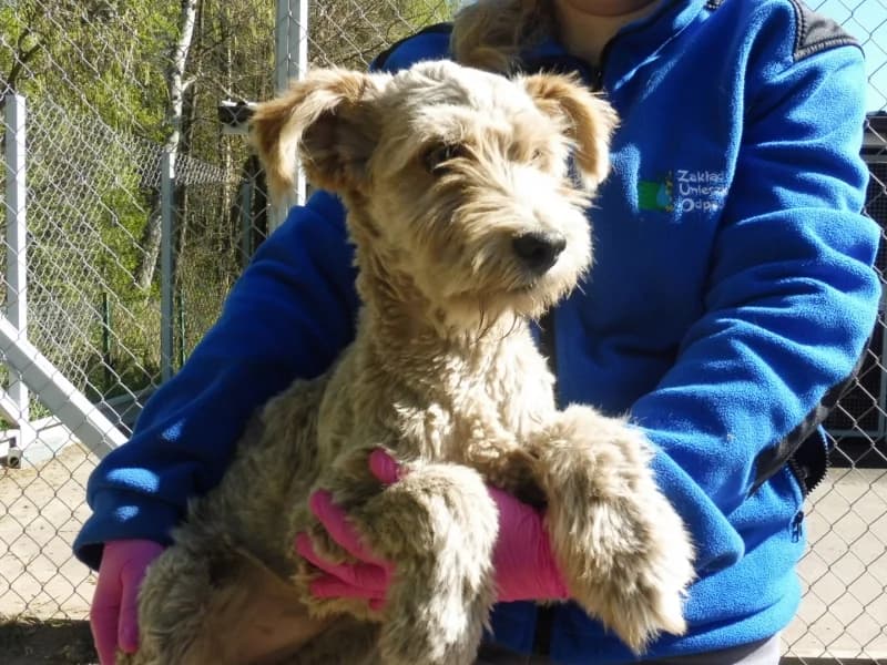 Sasetka, female young Mixed Breed for adoption at Schronisko Janik (Ostrowiec Świętokrzyski)