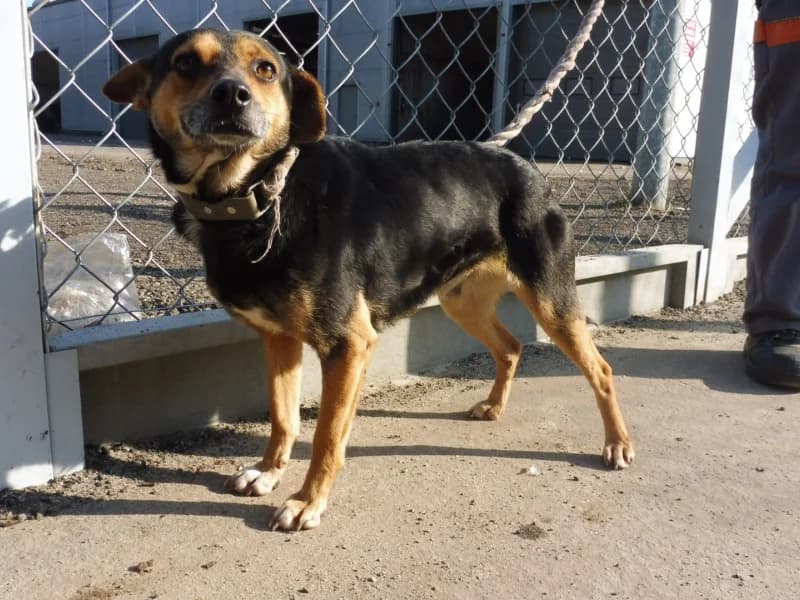 Dinar, male 6yo Mixed Breed for adoption at Schronisko Janik (Ostrowiec Świętokrzyski)