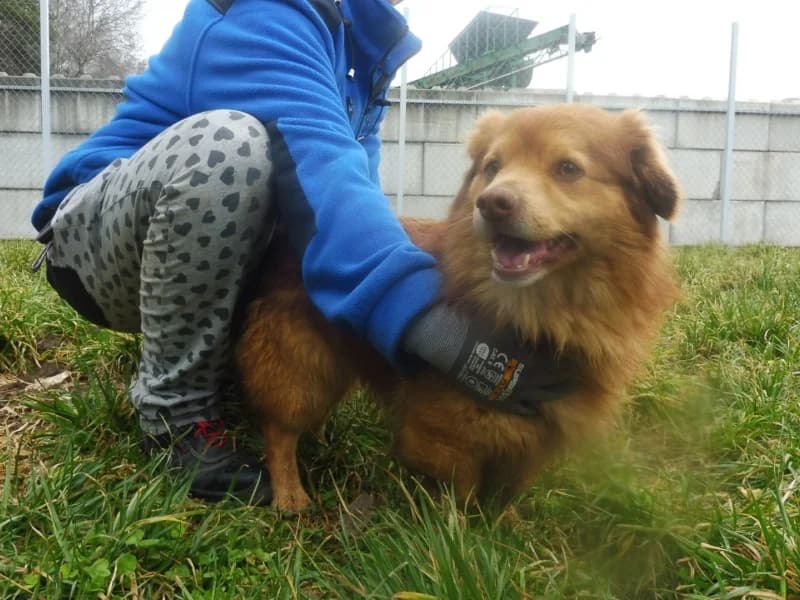 Gryfek, male young Mixed Breed for adoption at Schronisko Janik (Ostrowiec Świętokrzyski)