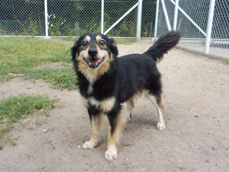 Herod, male senior Mixed Breed for adoption at Schronisko Janik (Ostrowiec Świętokrzyski)