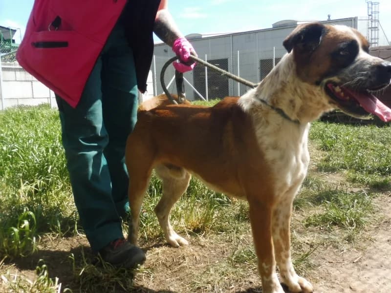 Duke, male young Mixed Breed for adoption at Schronisko Janik (Ostrowiec Świętokrzyski)