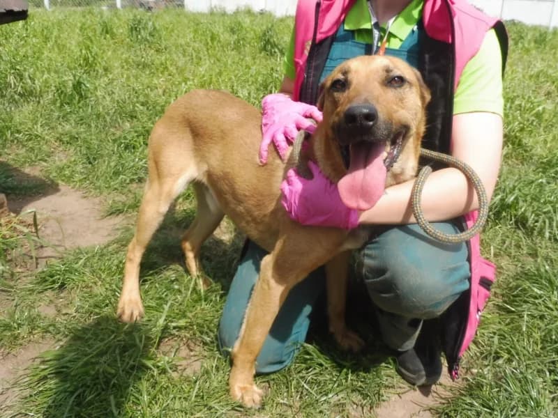 Loyd, male Mixed Breed for adoption at Schronisko Janik (Ostrowiec Świętokrzyski)