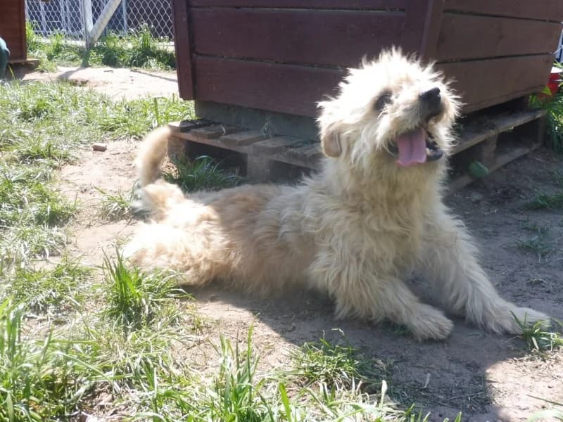 Cooper, male senior Mixed Breed for adoption at Schronisko Janik (Ostrowiec Świętokrzyski)