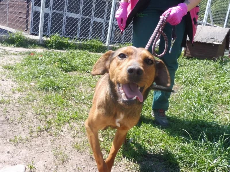 Buster, male young Mixed Breed for adoption at Schronisko Janik (Ostrowiec Świętokrzyski)