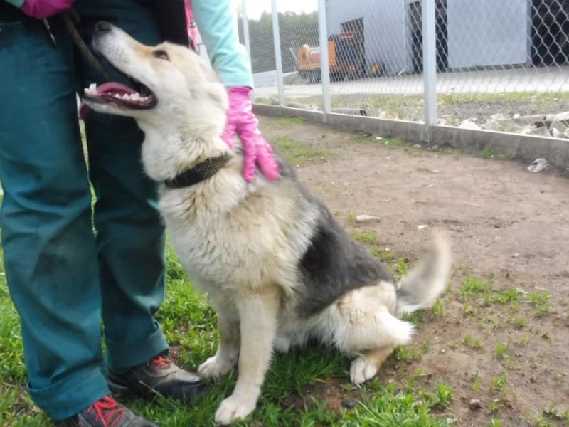 Lucky, male young Mixed Breed for adoption at Schronisko Janik (Ostrowiec Świętokrzyski)