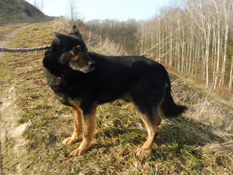 Opal, male senior Mixed Breed for adoption at Schronisko Janik (Ostrowiec Świętokrzyski)
