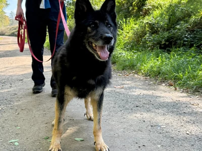 Opal, male senior Mixed Breed for adoption at Schronisko Janik (Ostrowiec Świętokrzyski)