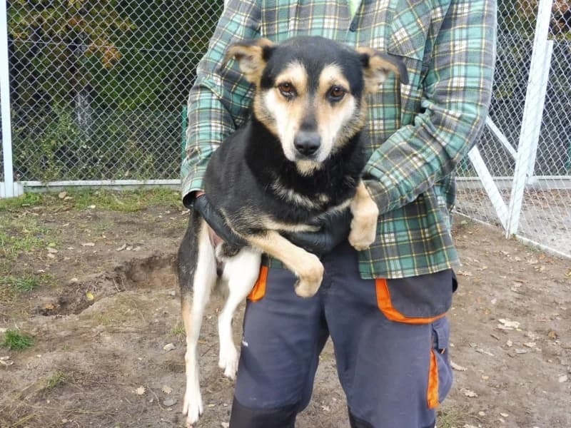 Wedel, male 4yo Mixed Breed for adoption at Schronisko Janik (Ostrowiec Świętokrzyski)