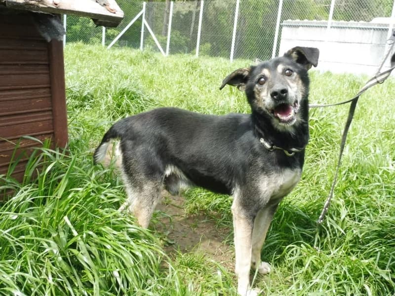 Alt, male senior Mixed Breed for adoption at Schronisko Janik (Ostrowiec Świętokrzyski)
