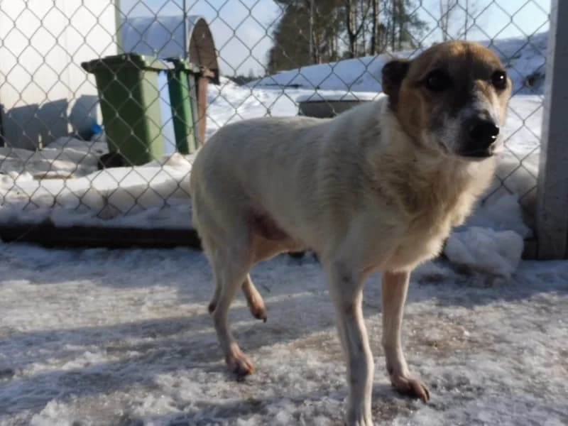 Nazir, male senior Mixed Breed for adoption at Schronisko Janik (Ostrowiec Świętokrzyski)