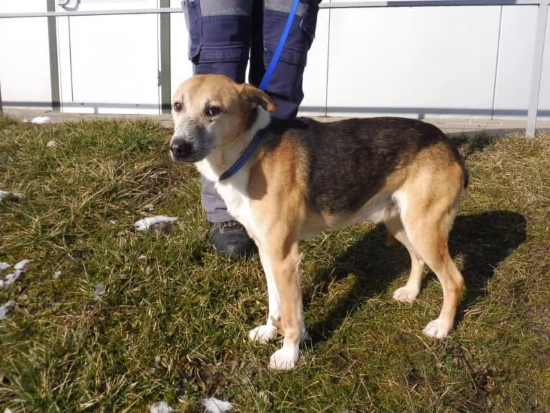 Pionek, male 6yo Mixed Breed for adoption at Schronisko Janik (Ostrowiec Świętokrzyski)