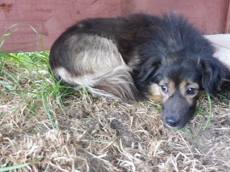 Uszatek, male Mixed Breed for adoption at Schronisko Janik (Ostrowiec Świętokrzyski)