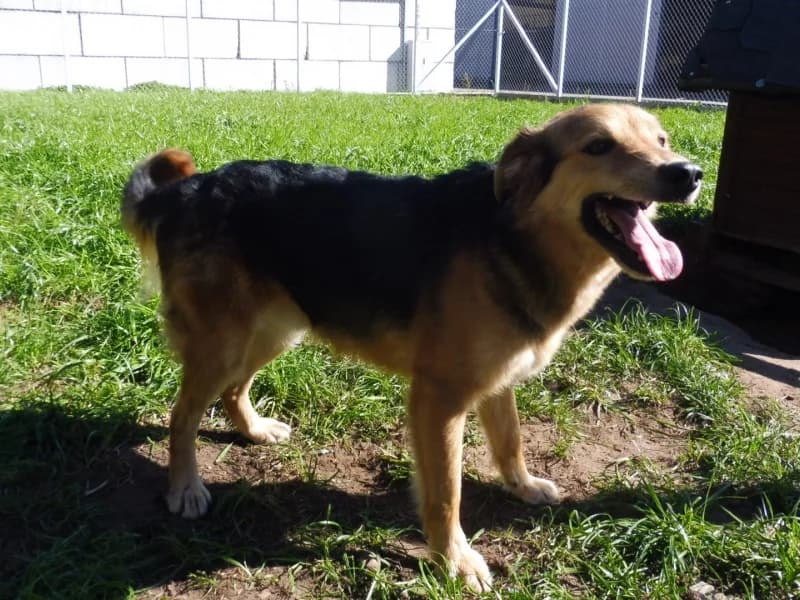 Hapi, male 6yo Mixed Breed for adoption at Schronisko Janik (Ostrowiec Świętokrzyski)