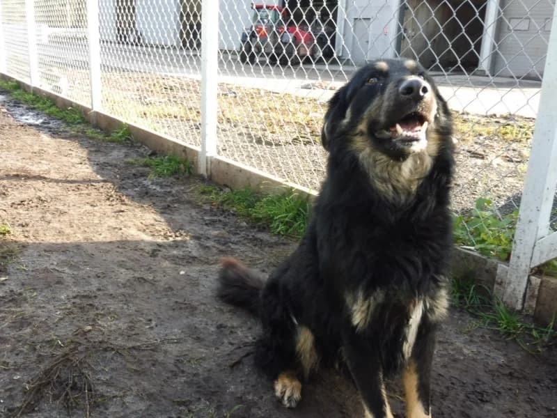 Turbo, male 3yo Mixed Breed for adoption at Schronisko Janik (Ostrowiec Świętokrzyski)