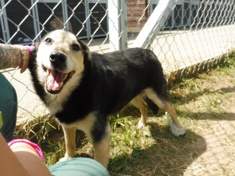 Ramar, male senior Mixed Breed for adoption at Schronisko Janik (Ostrowiec Świętokrzyski)