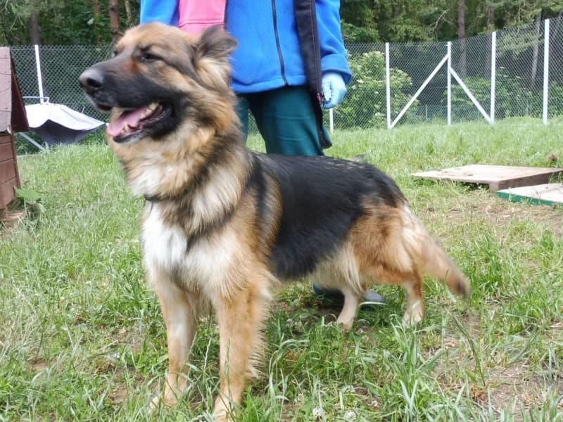 Roxy, female 3yo Mixed Breed for adoption at Schronisko Janik (Ostrowiec Świętokrzyski)