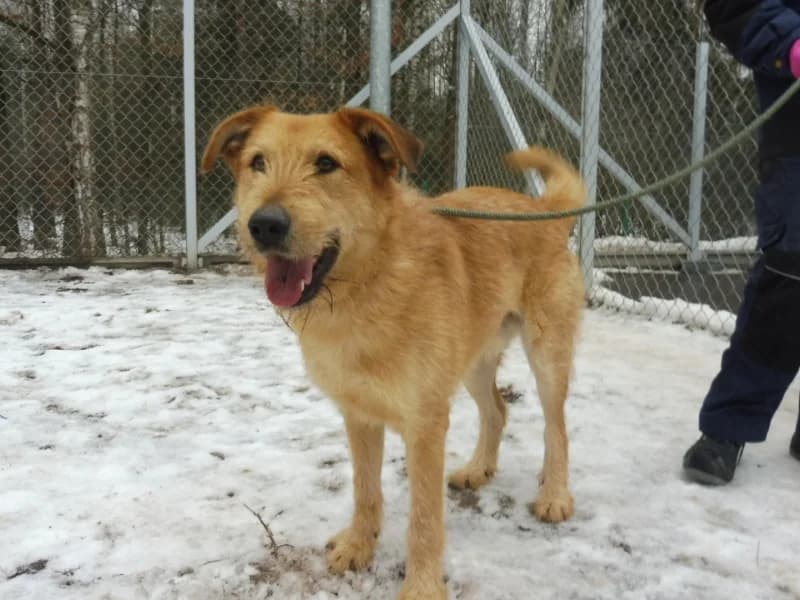 Cyklon, male young Mixed Breed for adoption at Schronisko Janik (Ostrowiec Świętokrzyski)