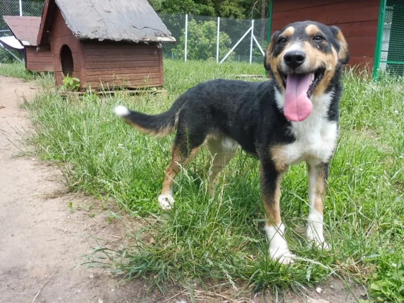 Impuls, male 6yo Mixed Breed for adoption at Schronisko Janik (Ostrowiec Świętokrzyski)