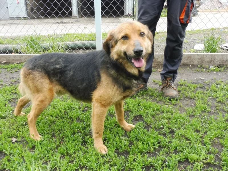 Fikoł, male 3yo Mixed Breed for adoption at Schronisko Janik (Ostrowiec Świętokrzyski)