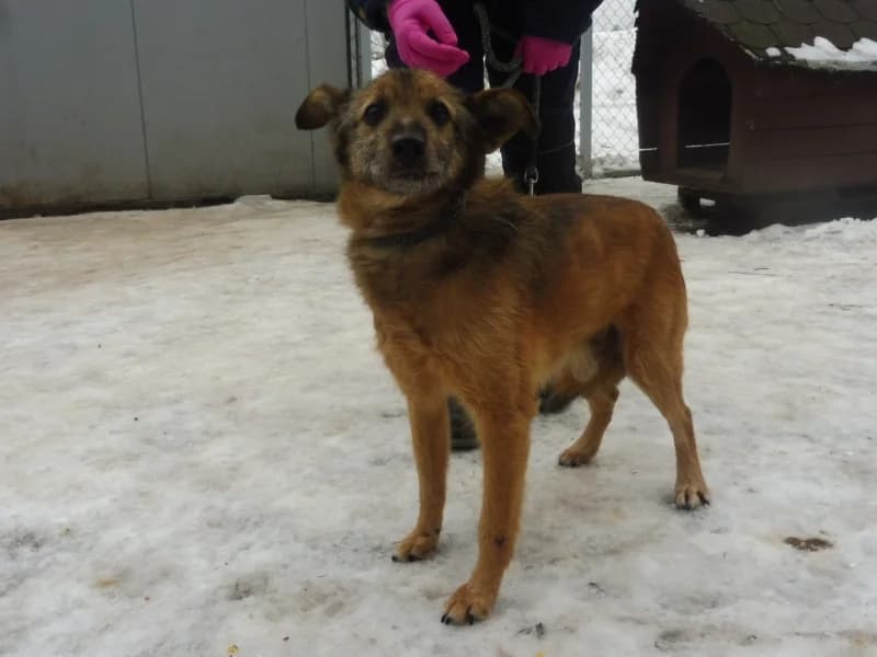 Hienka, male senior Mixed Breed for adoption at Schronisko Janik (Ostrowiec Świętokrzyski)