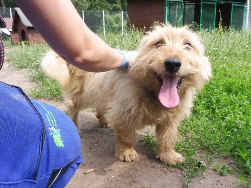 Amant, male 7yo Mixed Breed for adoption at Schronisko Janik (Ostrowiec Świętokrzyski)