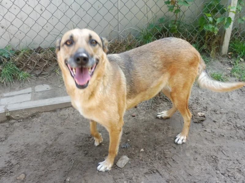 Frezja, female senior Mixed Breed for adoption at Schronisko Janik (Ostrowiec Świętokrzyski)