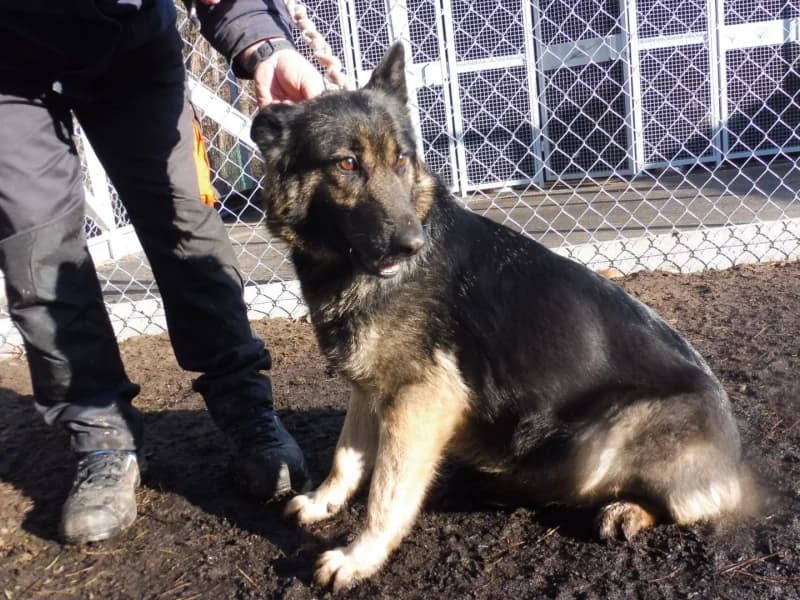 Rysa, female 3yo Mixed Breed for adoption at Schronisko Janik (Ostrowiec Świętokrzyski)