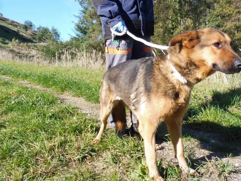 Honda, female 5yo Mixed Breed for adoption at Schronisko Janik (Ostrowiec Świętokrzyski)