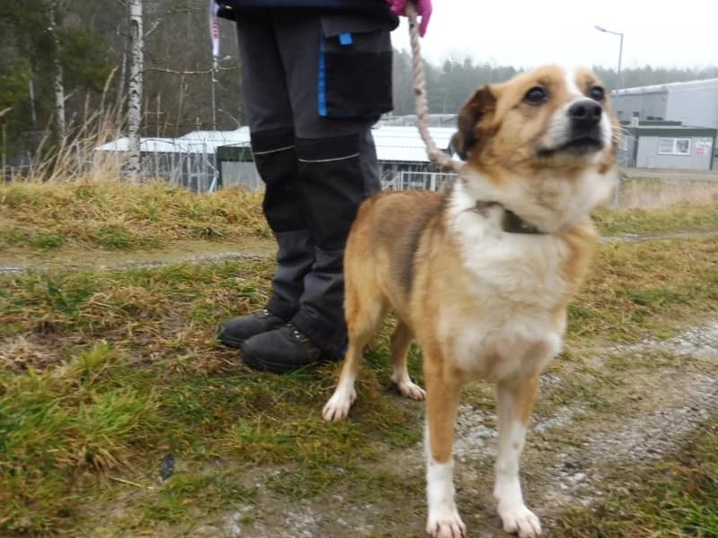 Megan, female senior Mixed Breed for adoption at Schronisko Janik (Ostrowiec Świętokrzyski)