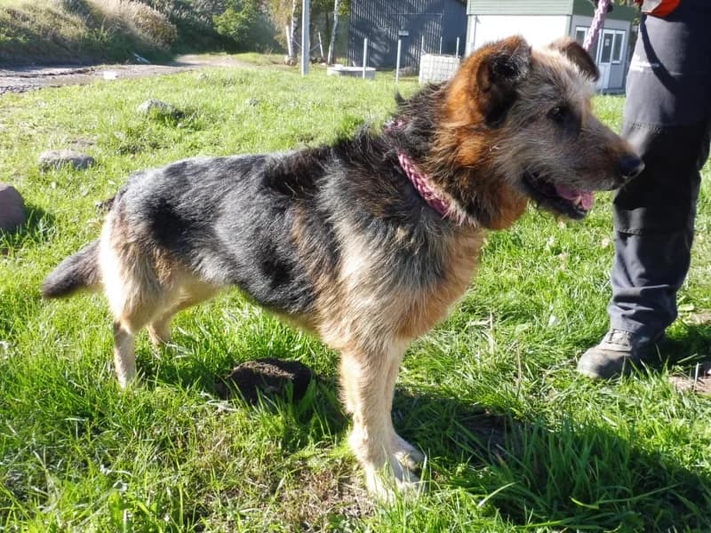 Prada, female senior Mixed Breed for adoption at Schronisko Janik (Ostrowiec Świętokrzyski)