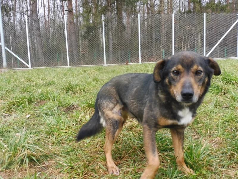 Bandi, male 6yo Mixed Breed for adoption at Schronisko Janik (Ostrowiec Świętokrzyski)