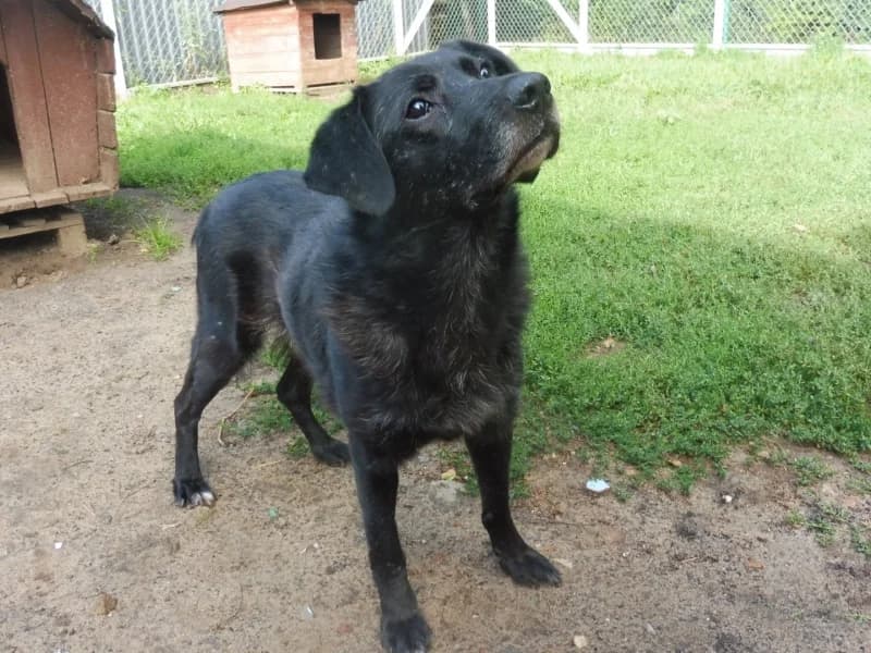 Leczo, male 7yo Mixed Breed for adoption at Schronisko Janik (Ostrowiec Świętokrzyski)