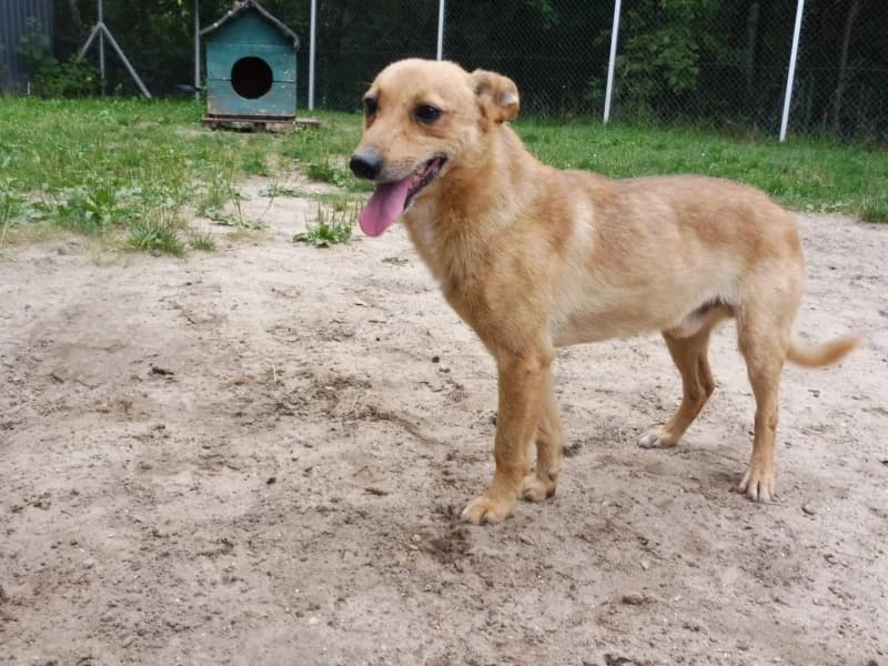 Etyl, male senior Mixed Breed for adoption at Schronisko Janik (Ostrowiec Świętokrzyski)