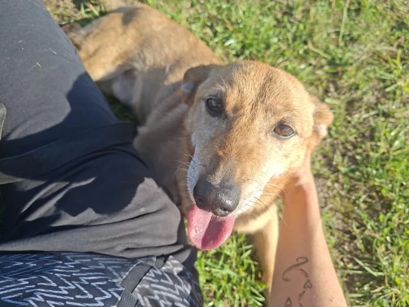 Etyl, male senior Mixed Breed for adoption at Schronisko Janik (Ostrowiec Świętokrzyski)