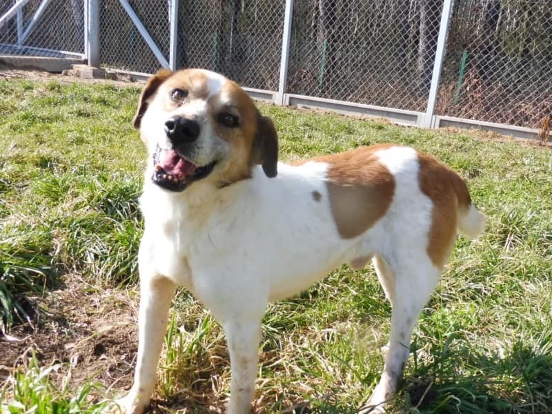 Ząbek, male senior Mixed Breed for adoption at Schronisko Janik (Ostrowiec Świętokrzyski)