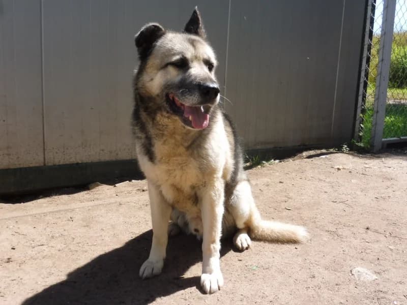 Drejk, male senior Mixed Breed for adoption at Schronisko Janik (Ostrowiec Świętokrzyski)