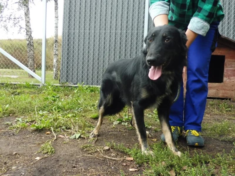 Tantal, male 3yo Mixed Breed for adoption at Schronisko Janik (Ostrowiec Świętokrzyski)