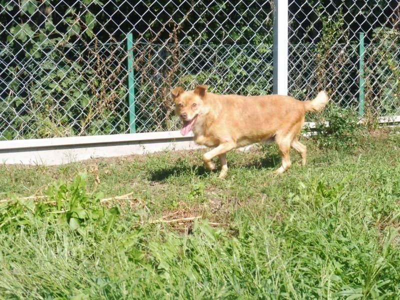 Omlet, male 5yo Mixed Breed for adoption at Schronisko Janik (Ostrowiec Świętokrzyski)
